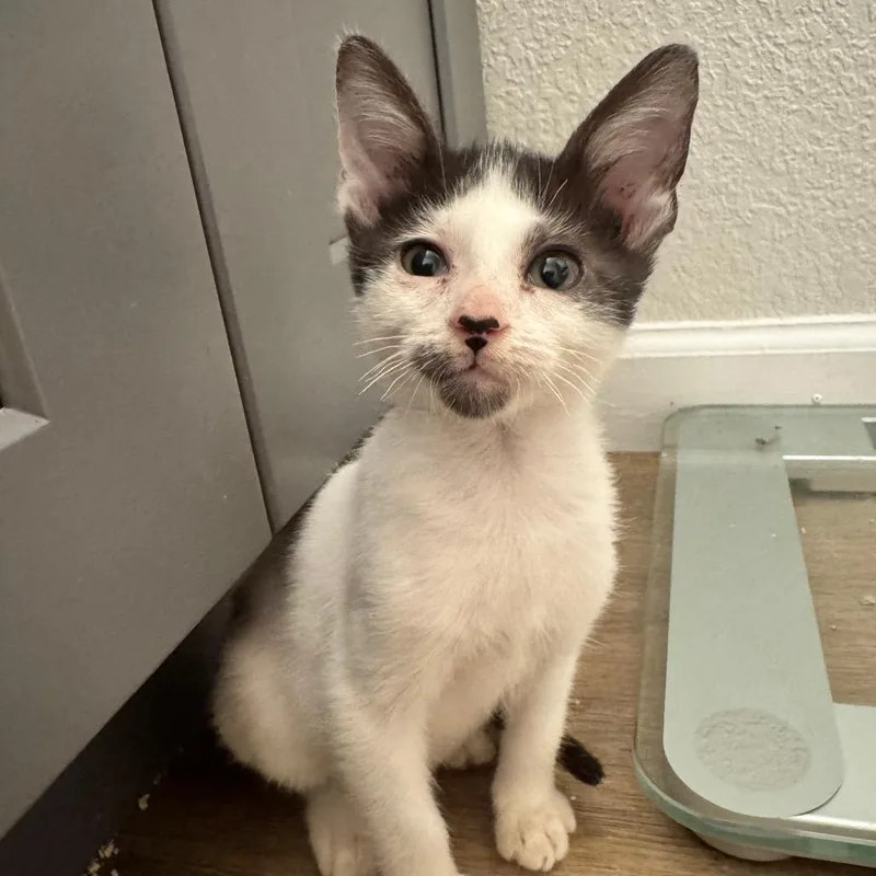 A baby small-sized male Black Domestic Short Hair cat named Edmund for adoption in Tacoma, WA