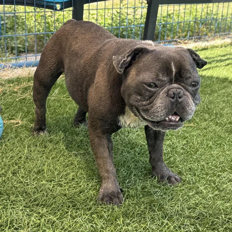 An adult medium-sized male Gray / Blue / Silver French Bulldog dog named Winston for adoption in Kenedy, TX