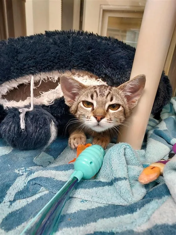 A young medium-sized female Domestic Short Hair cat named Evangeline for adoption in Elk Grove, CA