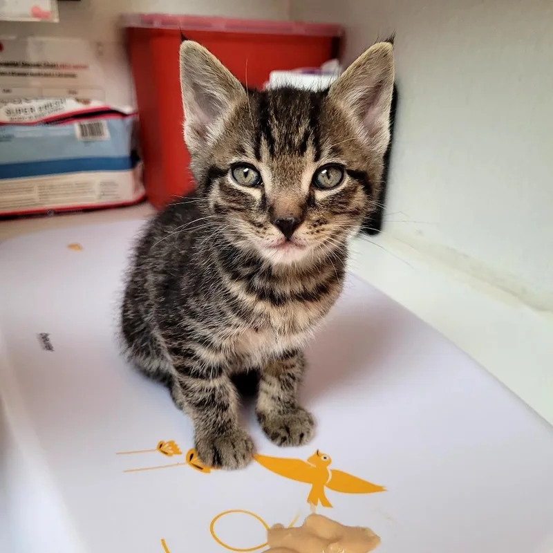 A baby small-sized male Domestic Short Hair cat named Drift for adoption in Allyn, WA