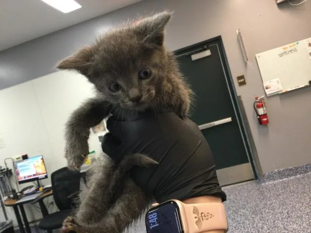 A baby small-sized male Domestic Short Hair cat named Loki for adoption in Thousand Palms, CA