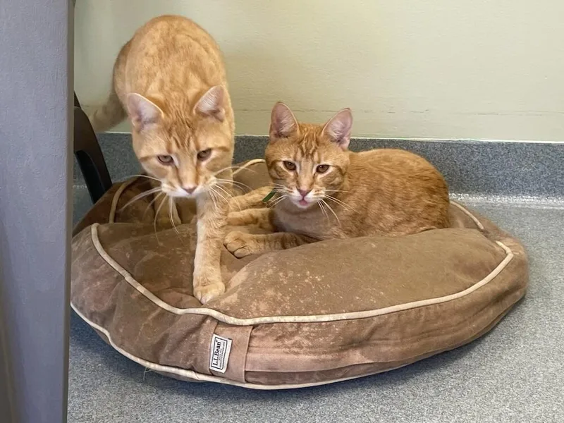 A young medium-sized male Domestic Short Hair cat named Steve for adoption in Trenton, ME
