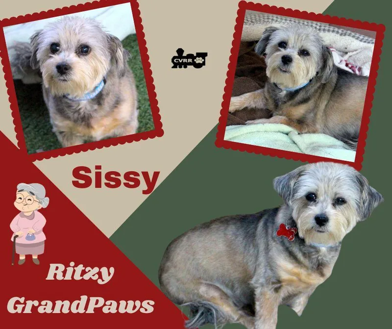 Sissy Ritzy Grandpaws
