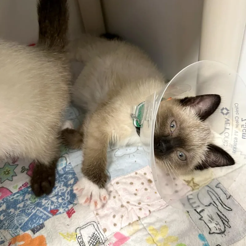 A baby small-sized female Lilac Point Domestic Medium Hair cat named Sitka Spruce for adoption in Woodinville, WA
