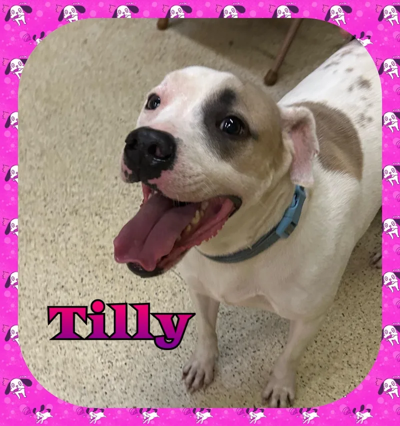 An adult medium-sized female Terrier dog named Tilly for adoption in Muncie, IN
