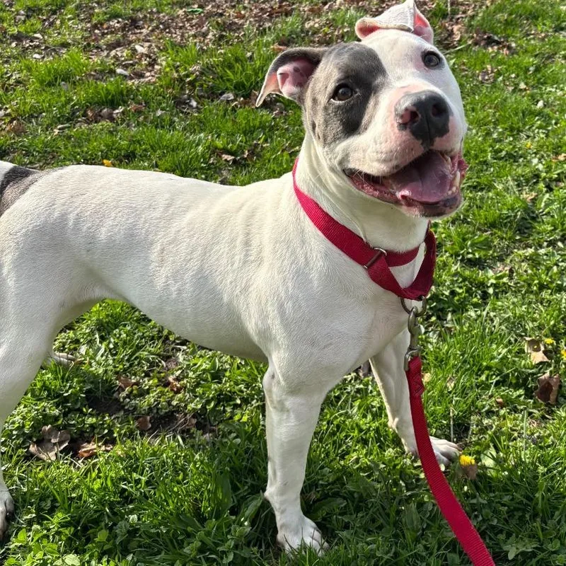 Sweet Pea thumbnail 2