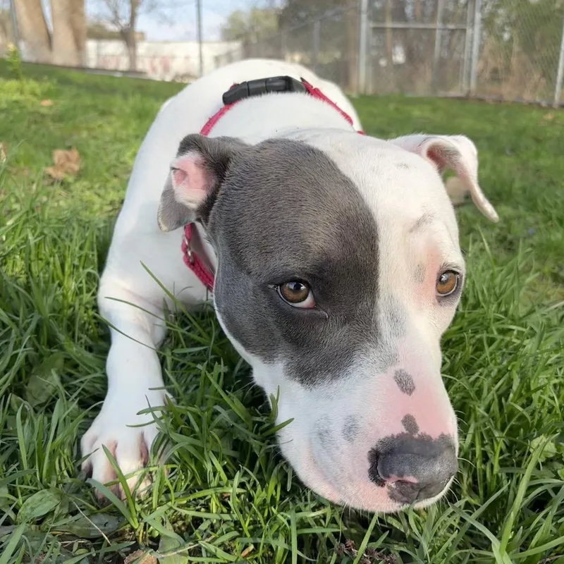 An adult large-sized female White / Cream Pit Bull Terrier dog named Sweet Pea for adoption in Milan, IL