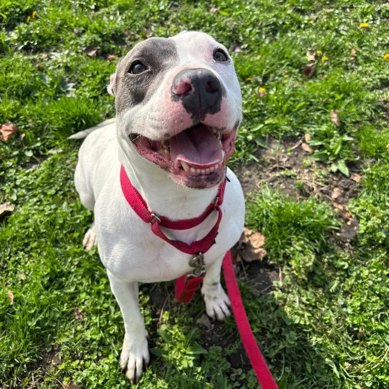 Sweet Pea thumbnail 3