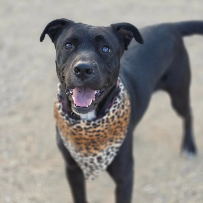 A young medium-sized female Black Labrador Retriever dog named Rosie for adoption in Oceanside , CA