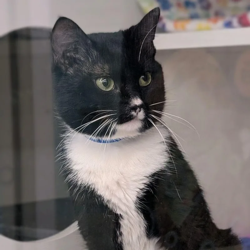 An adult medium-sized male Black Domestic Short Hair cat named Henry for adoption in Hamburg, NY