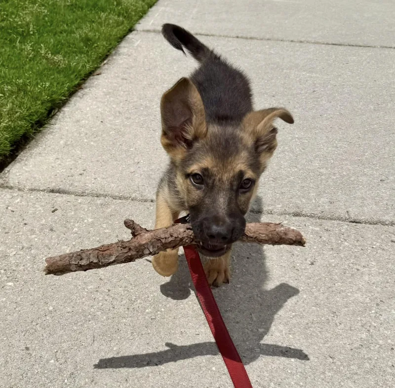 A baby medium-sized male Tricolor (Brown, Black, & White) German Shepherd Dog dog named Hans for adoption in Southern Pines, NC