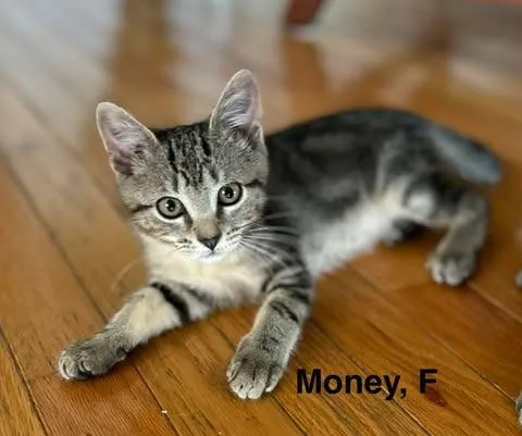 A baby small-sized female Domestic Short Hair cat named Money for adoption in Darien, GA