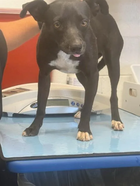 A young small-sized male Chihuahua dog named Spoony for adoption in Mesa, AZ