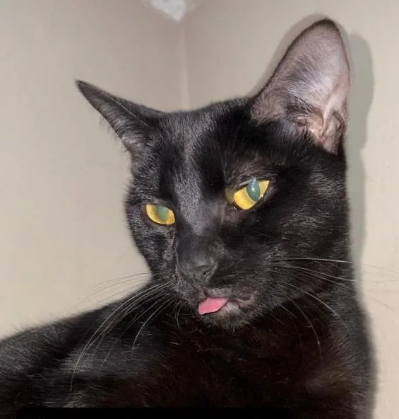 A young small-sized female Domestic Short Hair cat named Pepper for adoption in Camarillo, CA