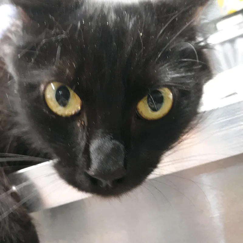 A young medium-sized female Black Domestic Medium Hair cat named Pearl for adoption in Spokane, WA