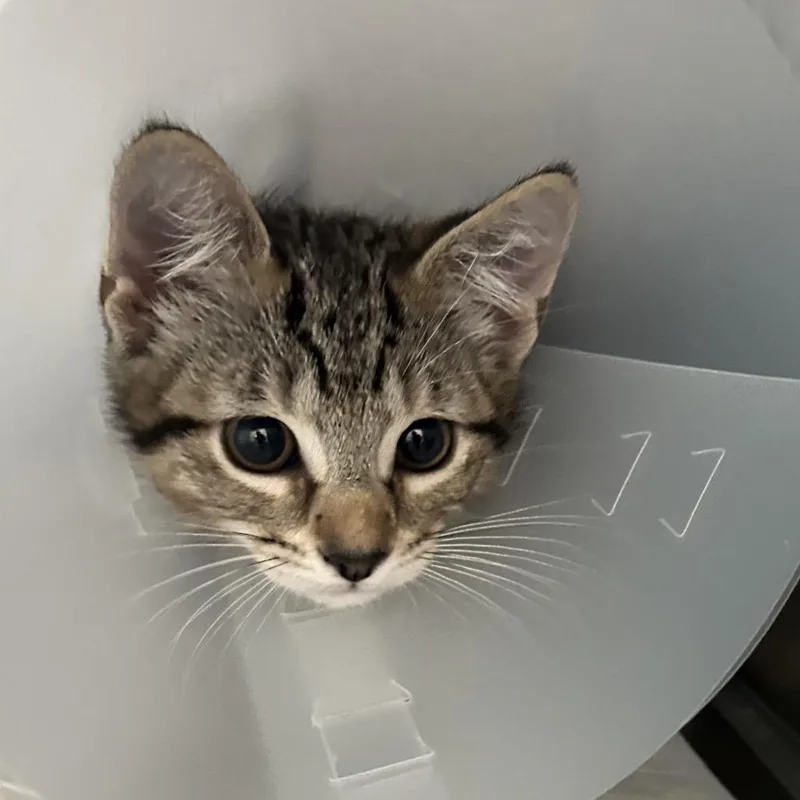 A baby small-sized female Brown / Chocolate Domestic Short Hair cat named Dove for adoption in Leander, TX
