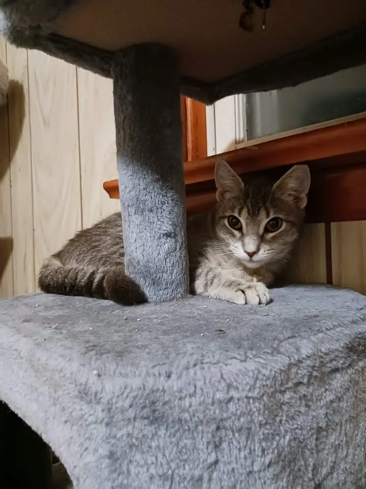 Cinnamon thumbnail 2