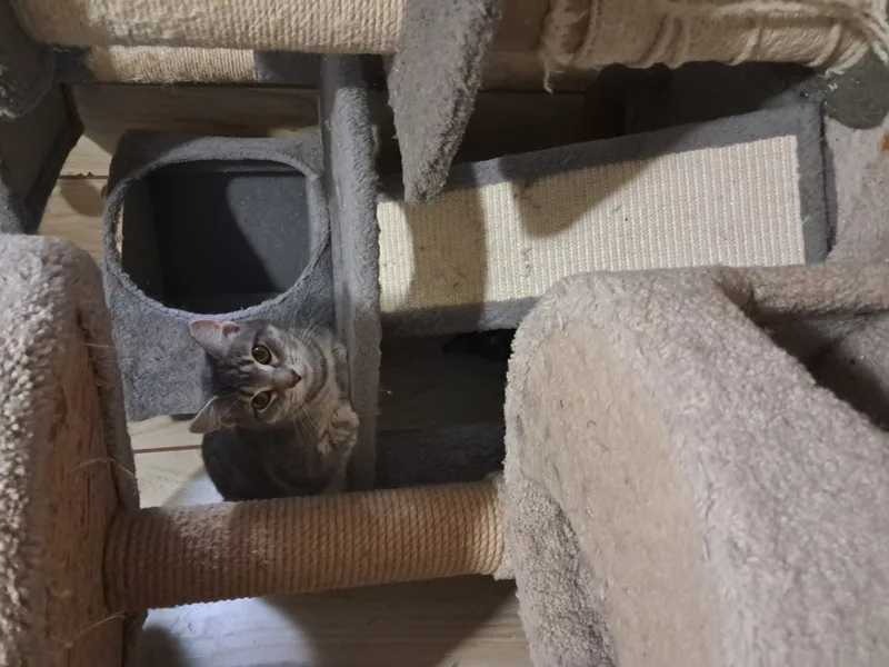 Cinnamon thumbnail 3