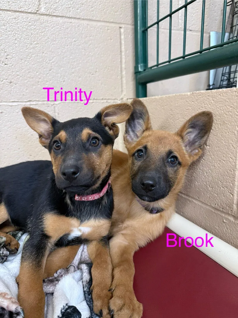 Trinity