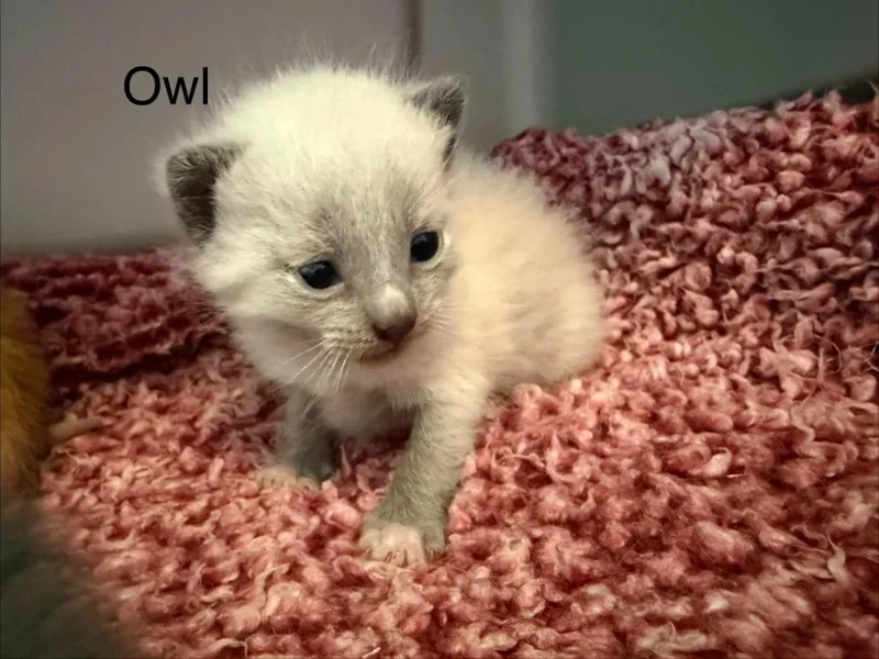A baby small-sized male Domestic Short Hair cat named Owl for adoption in Clinton, SC