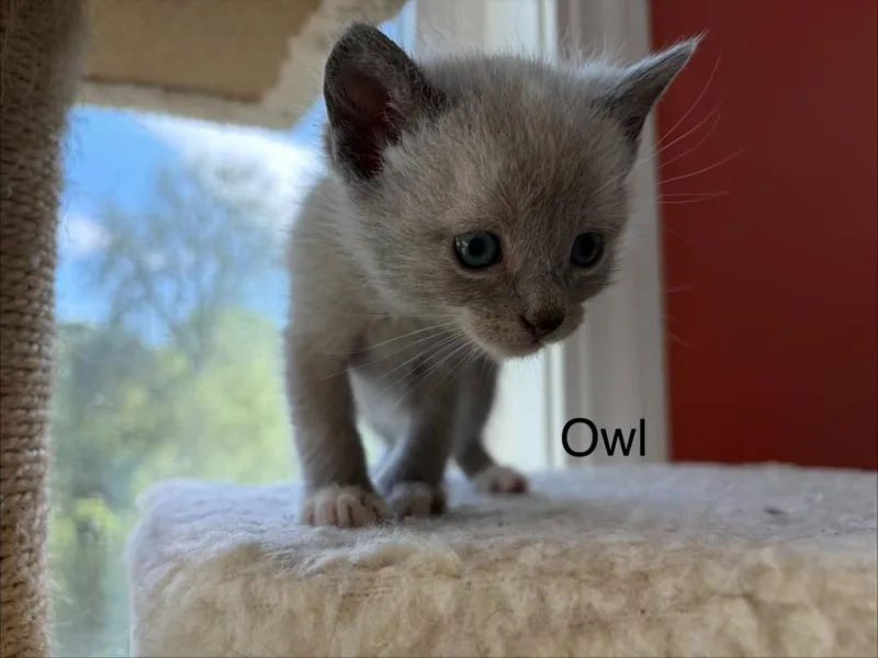 Owl thumbnail 2