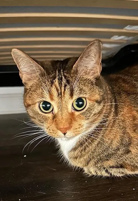 An adult large-sized female Domestic Short Hair cat named Dixie Lee for adoption in Emerald Isle, NC