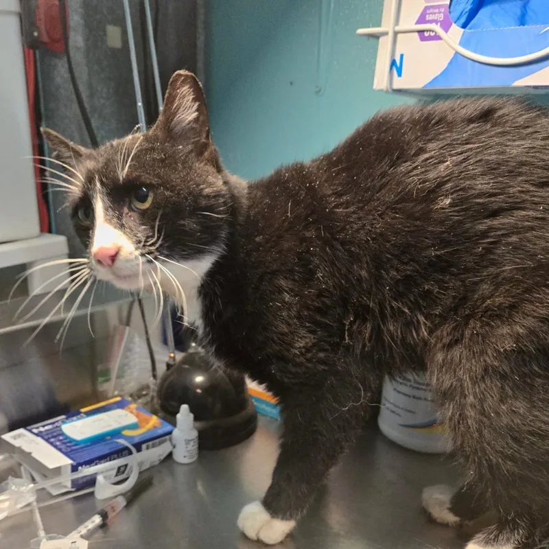 Bartholomew Roberts thumbnail 2