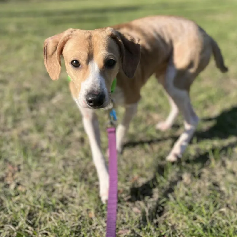 Topsy Turvy thumbnail 6