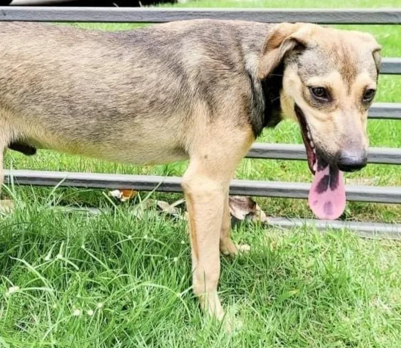 Simon " I Am thumbnail 3