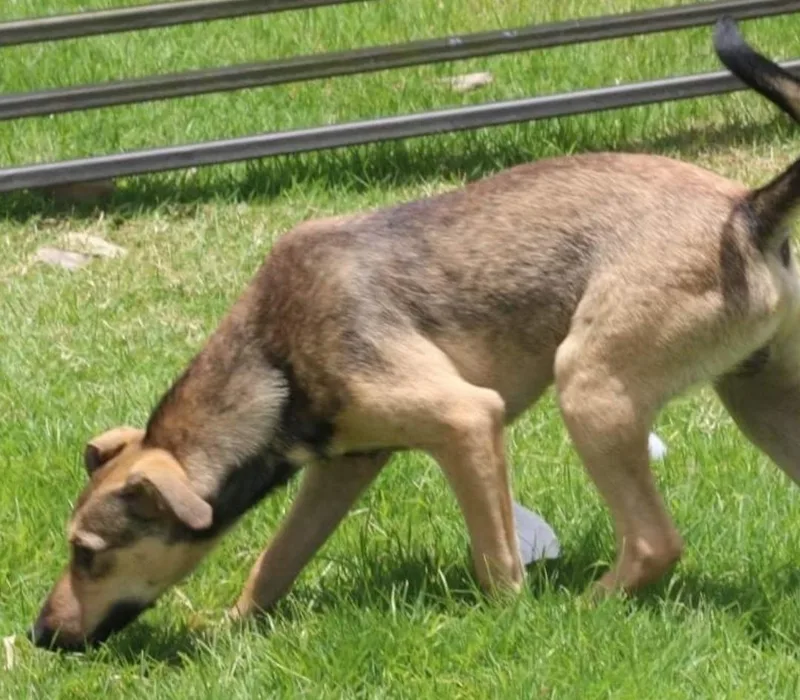 Simon " I Am thumbnail 5