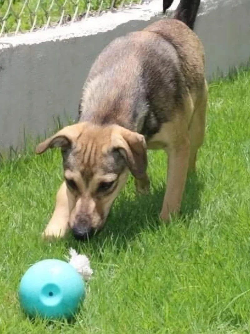 Simon " I Am thumbnail 6