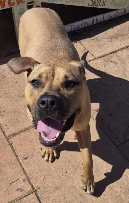 An adult medium-sized female Black Mouth Cur dog named Xena for adoption in Shreveport, LA