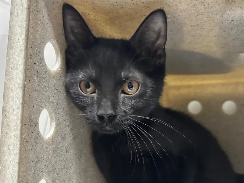 A baby small-sized female Domestic Short Hair cat named Missy for adoption in Powell, OH