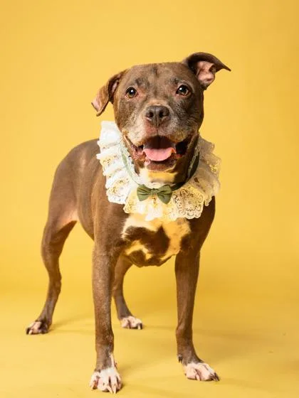 An adult medium-sized female Pit Bull Terrier dog named Shrimp for adoption in Atlanta, GA