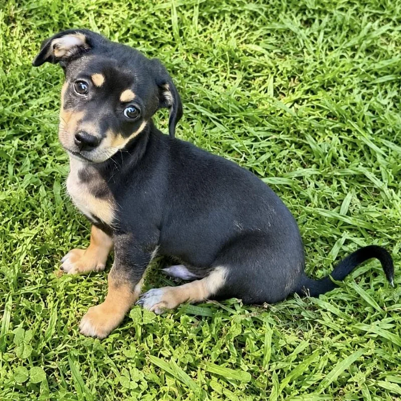 A baby small-sized male Black Dachshund dog named Briggs for adoption in Longview, TX