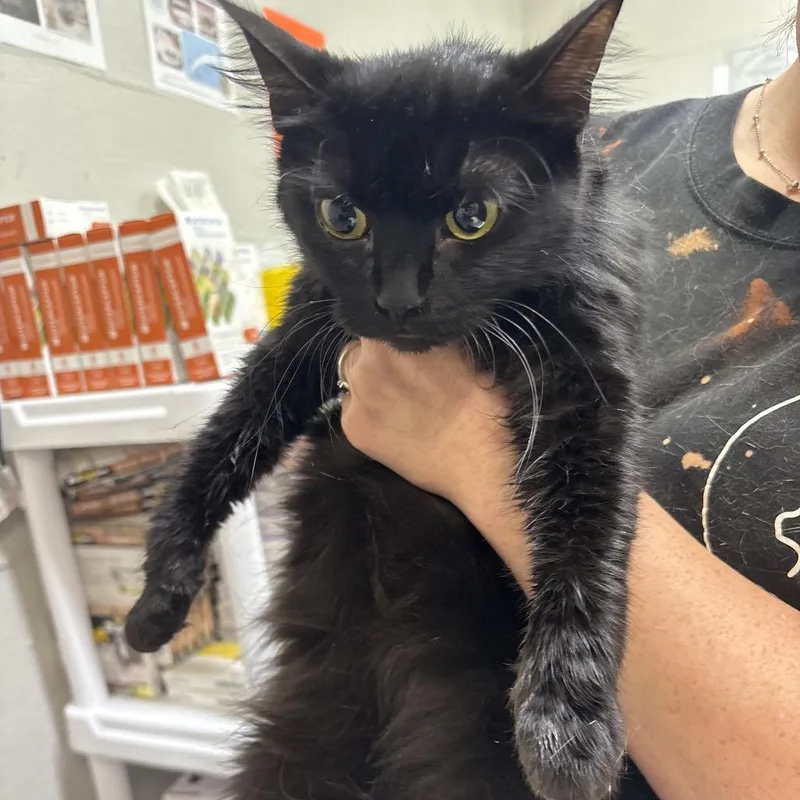 An adult medium-sized female Black Domestic Short Hair cat named Sabrina for adoption in Clanton, AL