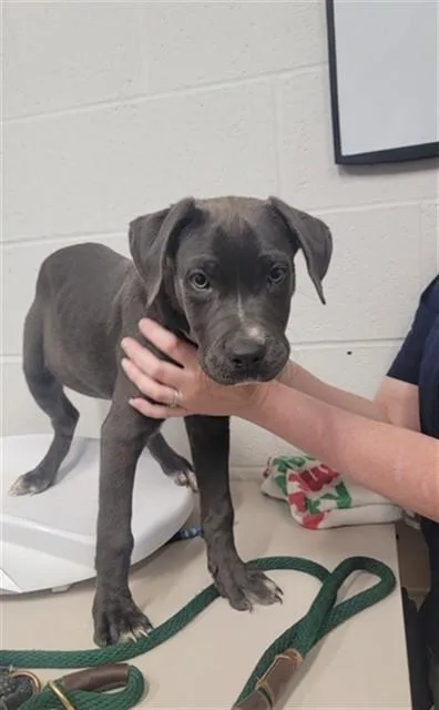 A baby small-sized female Pit Bull Terrier dog named Apple for adoption in Saint Peters, MO