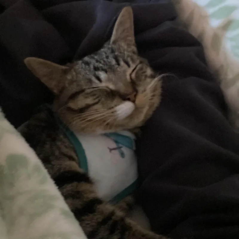 Pretzel Twist thumbnail 2