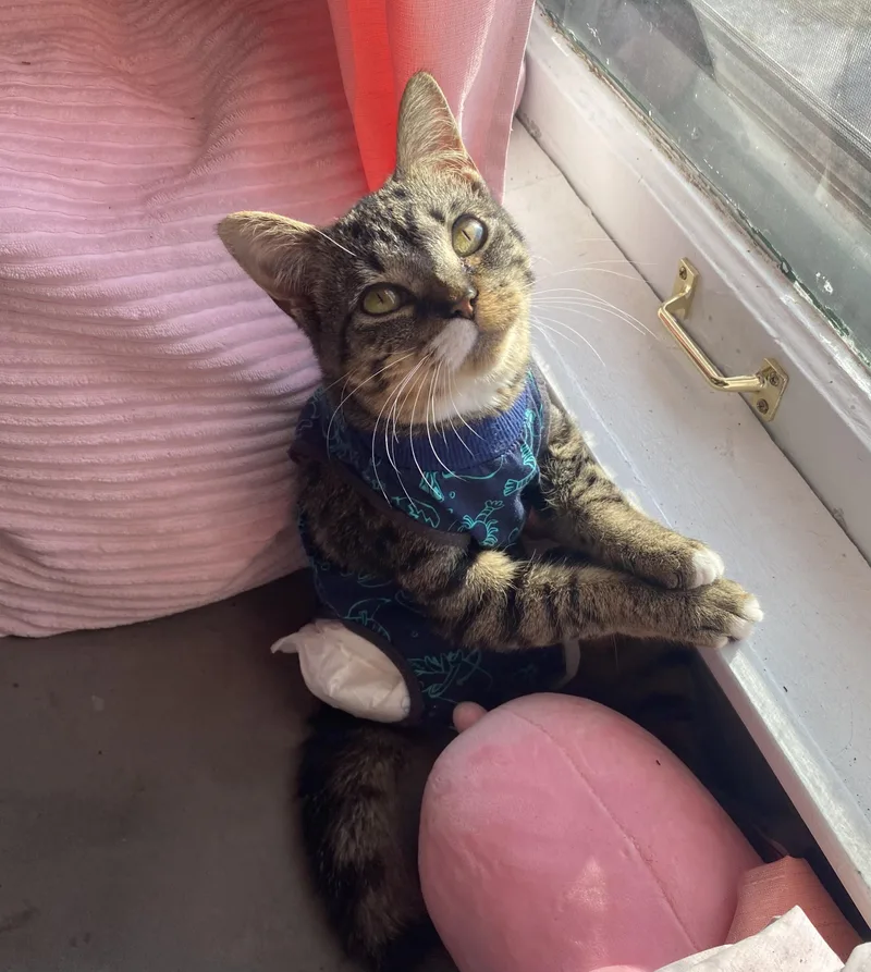 Pretzel Twist thumbnail 3