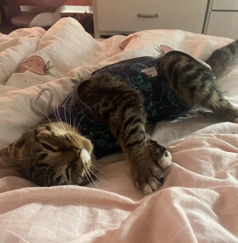 Pretzel Twist thumbnail 4