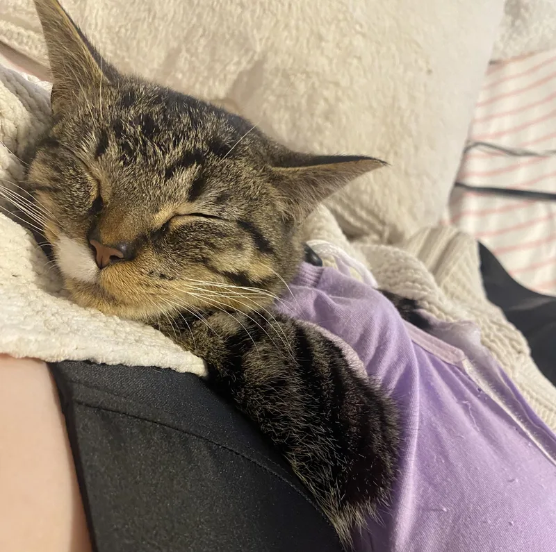 Pretzel Twist thumbnail 5