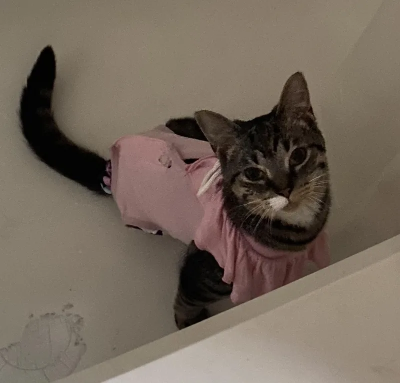 Pretzel Twist thumbnail 6