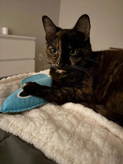 An adult small-sized female Domestic Short Hair cat named Leda for adoption in Roseville, CA