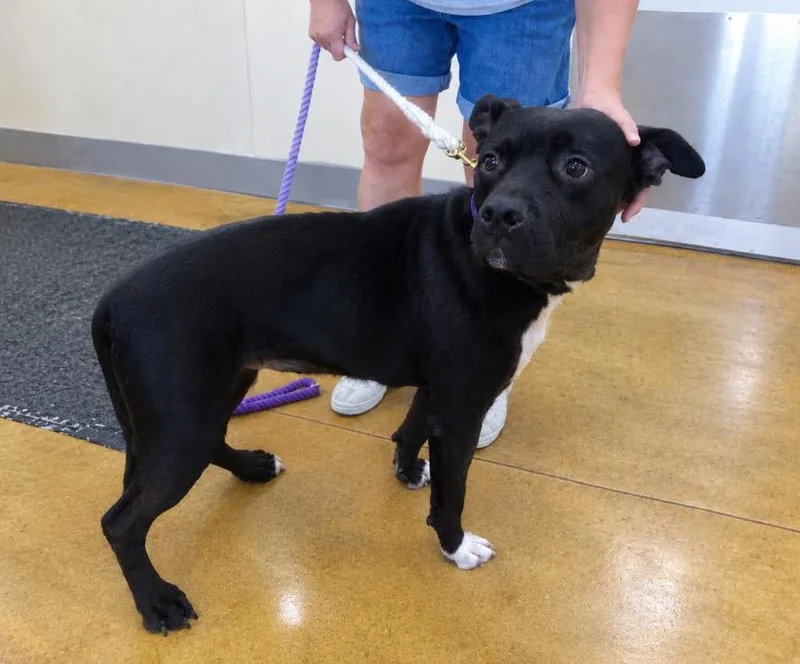 An adult large-sized female Pit Bull Terrier dog named Zara for adoption in Austin, MN