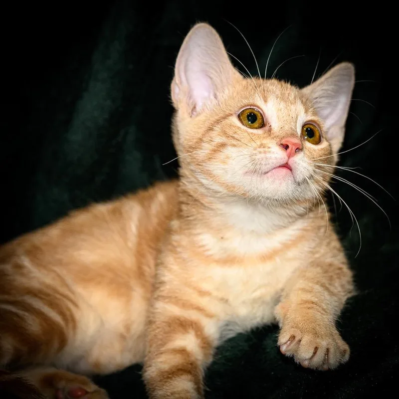 A baby small-sized male Buff / Tan / Fawn Domestic Short Hair cat named Carmel for adoption in League City, TX