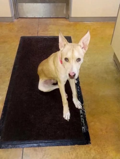 A young large-sized male Pit Bull Terrier dog named Sinclair for adoption in Austin, MN