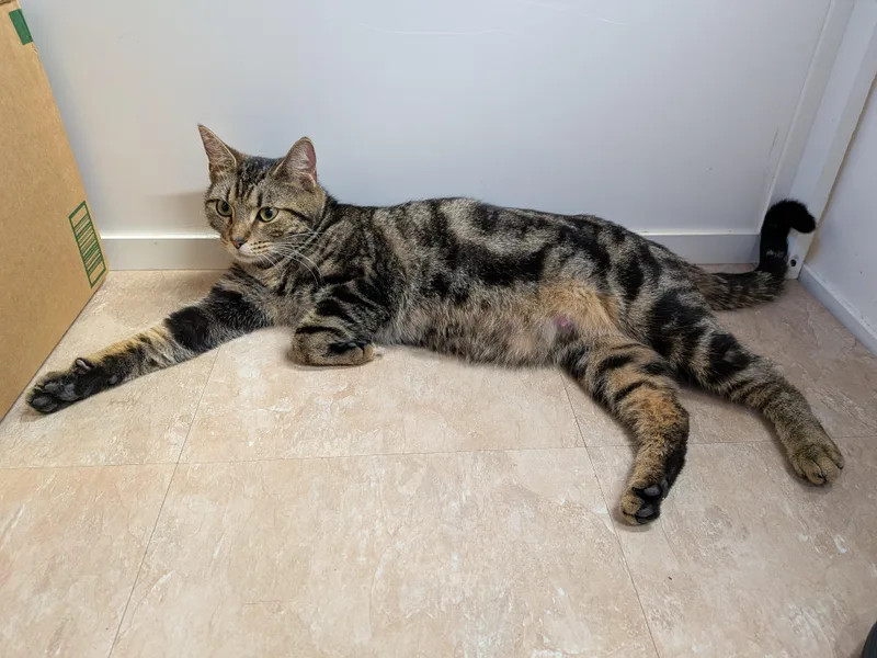 An adult medium-sized female Domestic Short Hair cat named Poppi for adoption in Plain City, OH