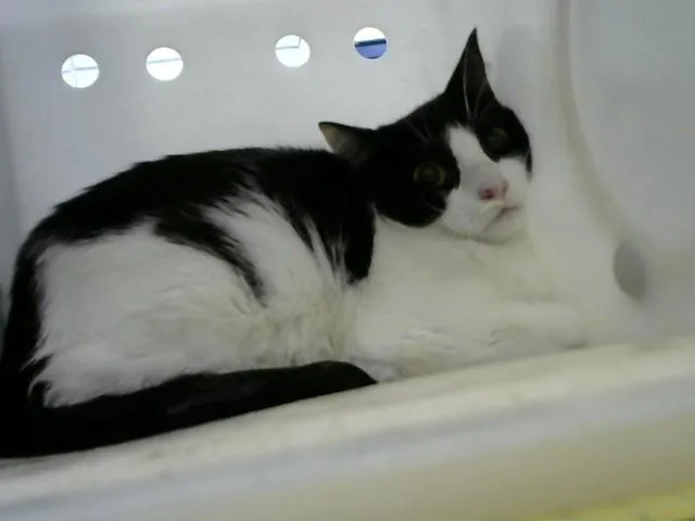 A young medium-sized female Domestic Short Hair cat named Japan for adoption in Albuquerque, NM