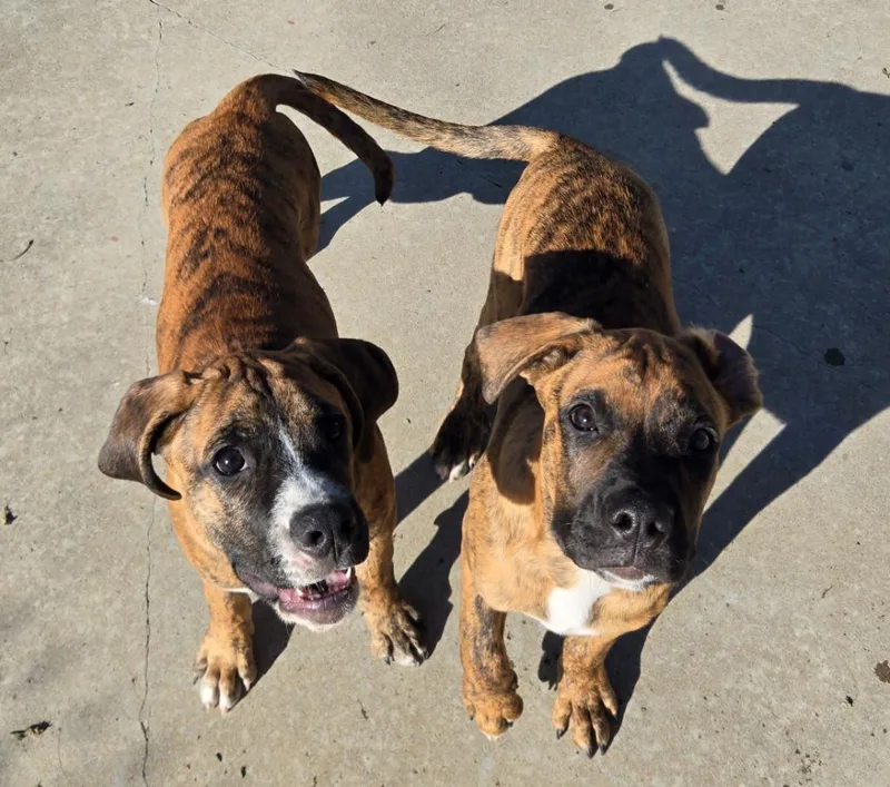 A baby large-sized male Boxer dog named Ranger for adoption in Viroqua, WI