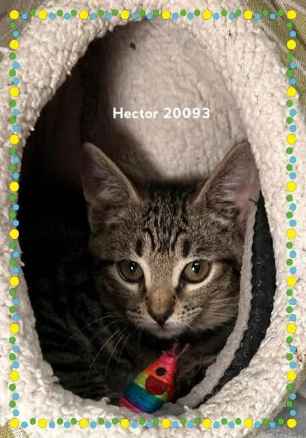 A baby medium-sized male Tabby (Brown / Chocolate) Domestic Short Hair cat named Hector for adoption in Marietta, GA
